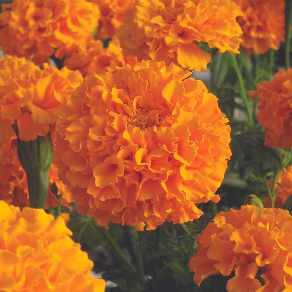 The Seed Collection - Marigold "African Savannah Sun"